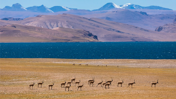 Tibetan Antelope are holy unicorns of the roof of the planet Earth and virtually exclusive to the Tibetan Plateau.