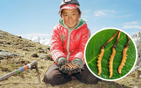 Tibetan Cordyceps: Explore the Precious Medicinal Herbs in Northern Tibet 
