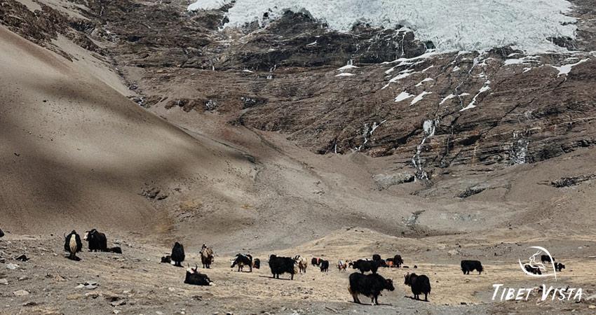 Tibetan yaks graze on the Tibetan Plateau