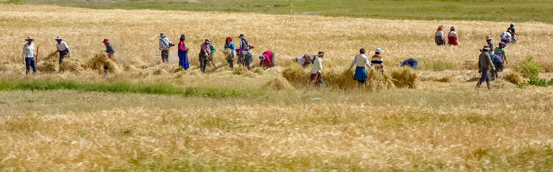 witness golden tibetan barley harvest in autumn in tibet