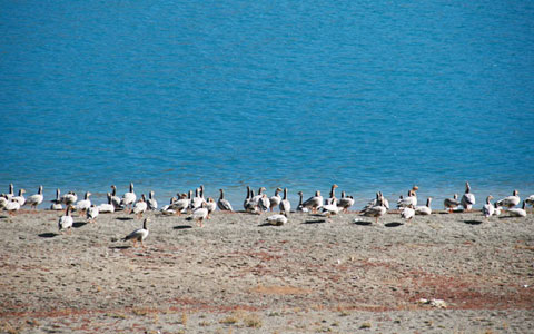 Guide to Bird Watching at Turquoise Blue Yamdrok Tso in Tibet