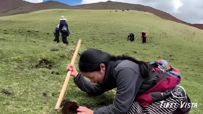 local Tibetans digging out Tibetan Cordyceps in Nagqu
