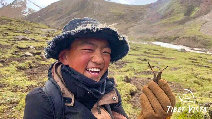 Local Tibetans digging up Tibetan Cordyceps