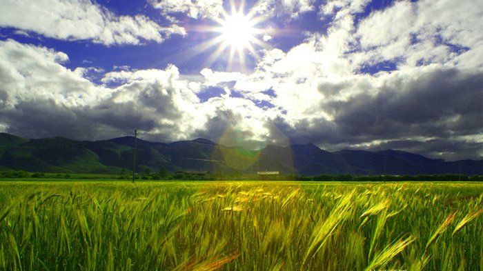 Highland Barley