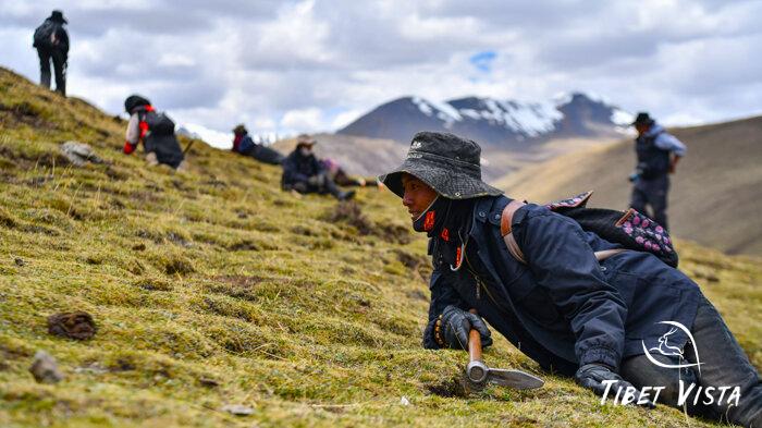 Local Tibetans hunting for hidden Tibetan Cordyceps