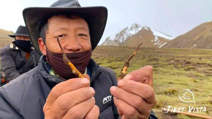 Tibetan Cordyceps found in Nagqu