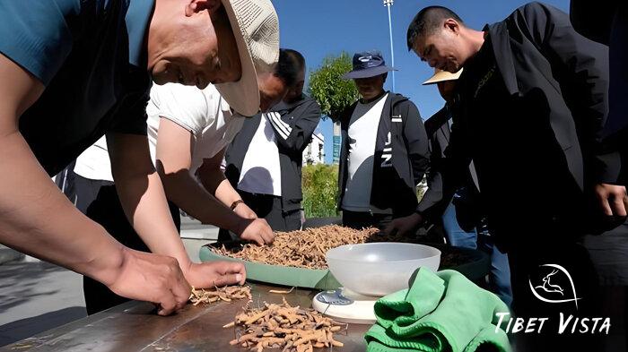 Tibetan Cordyceps at the markets in Nagqu