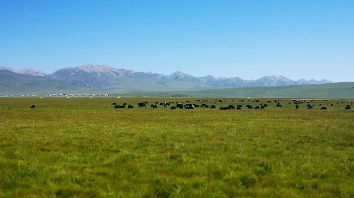 Zoige Prairie