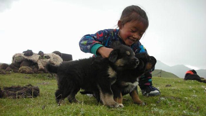 Tibetan nomad mastiff
