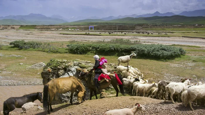 Tibetan nomads