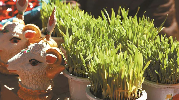 Sheep head and gree barley shoots sold at designated market stalls in Lhasa