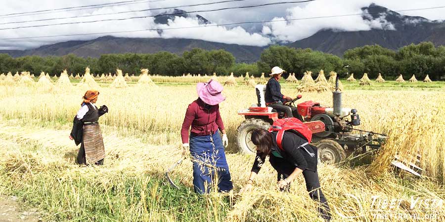 Farm Work