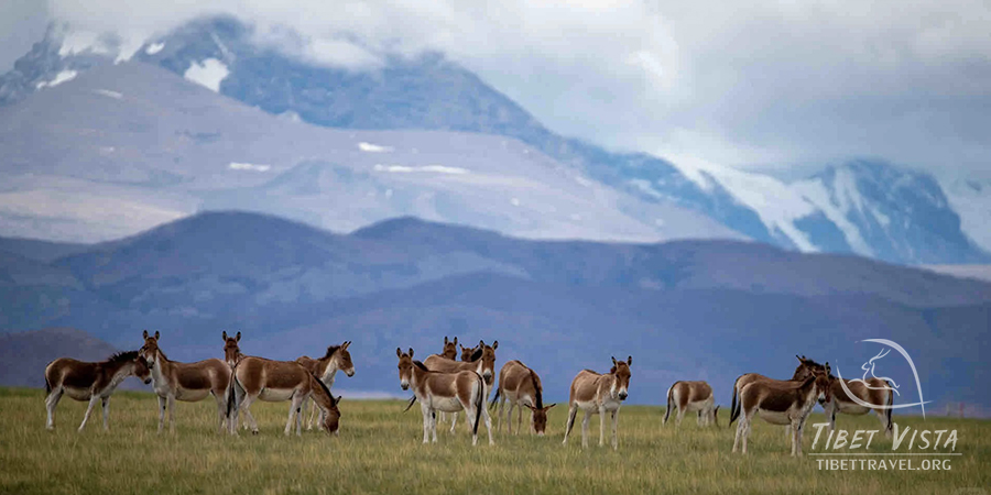 Wildlife in Tibet