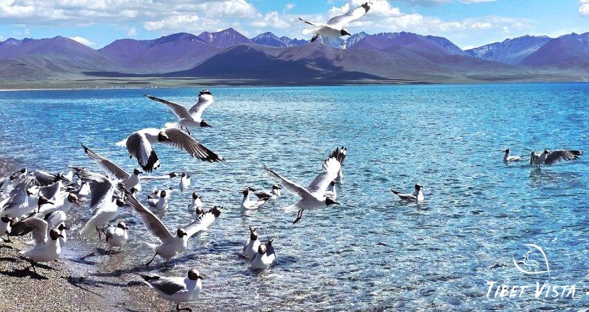 black-headed gulls at yamdrok lake
