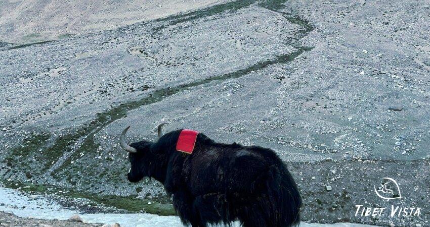 freely roam tibetan yaks in valleys