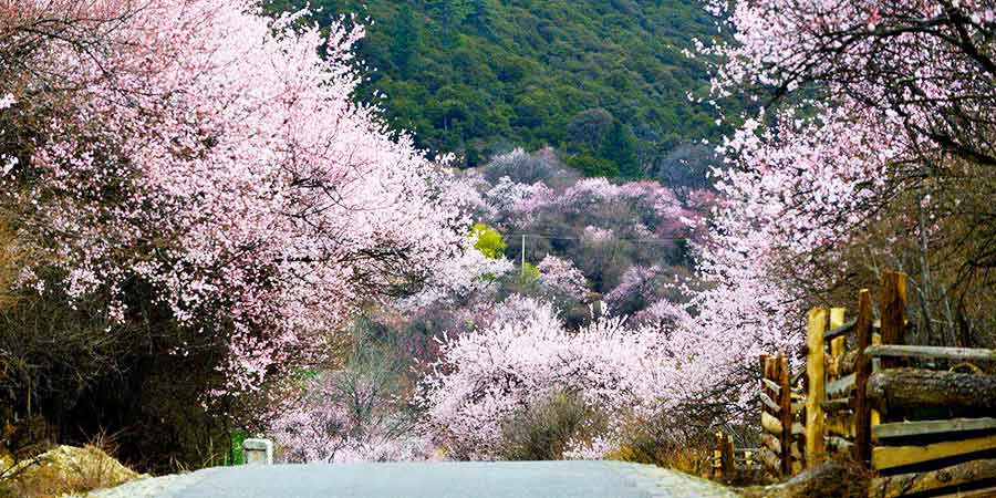  Bome Peach Blossoms 
