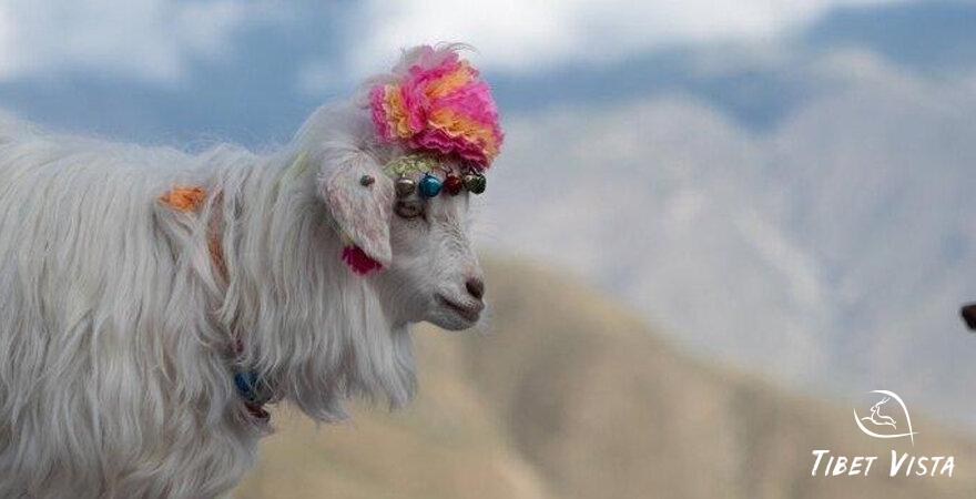 From Chengdu to Tibet Everest Base Camp: My Epic 11-Day Adventure On the Roof of the World