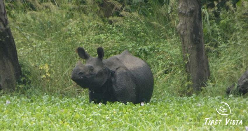 Rhino in Chitwan