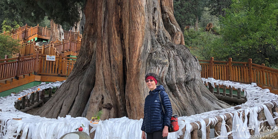 Standing next to the world&rsquo;s oldest trees in Nyingchi