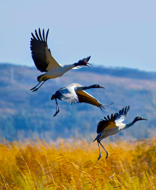 Tibet Birding Tour In November and December