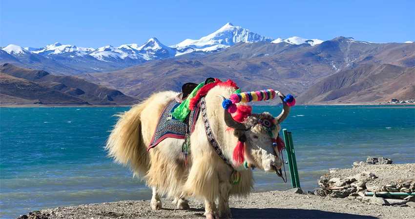 Decorated Tibetan yak by Yamdrok Lake