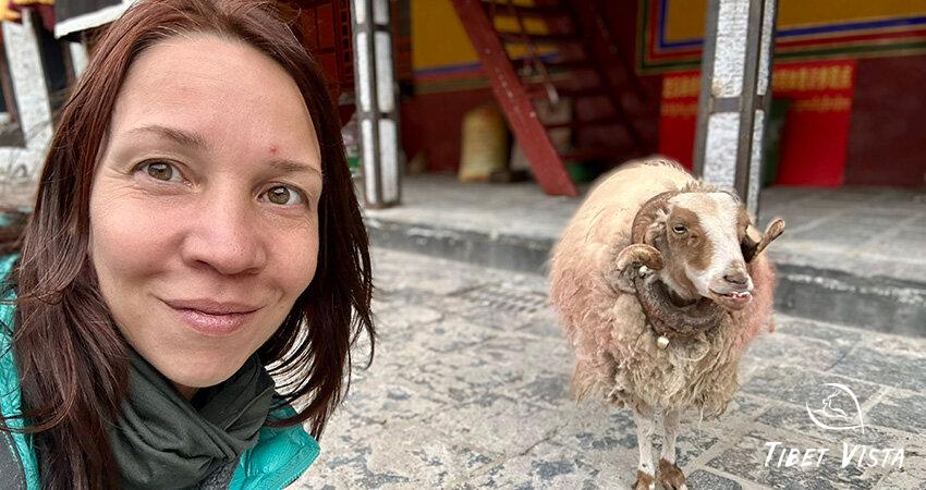 Tibetan sheep in a Local Monastery