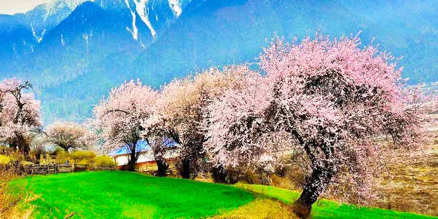  Galacun Peach Blossoms 