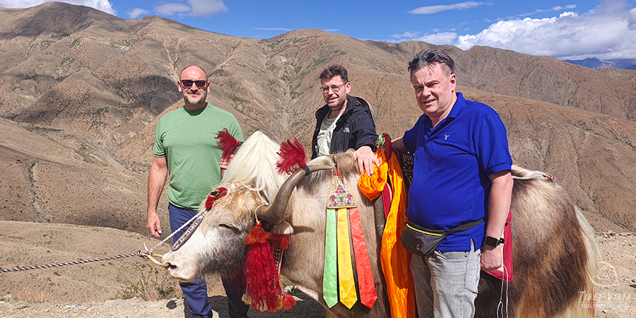 Decorated Tibetan Yak