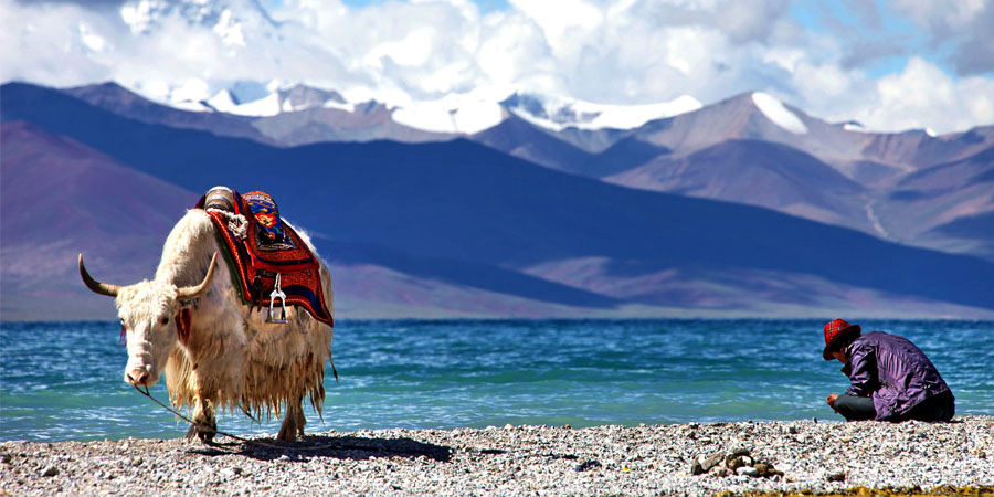 Local Tibetan and his yak at Namtso