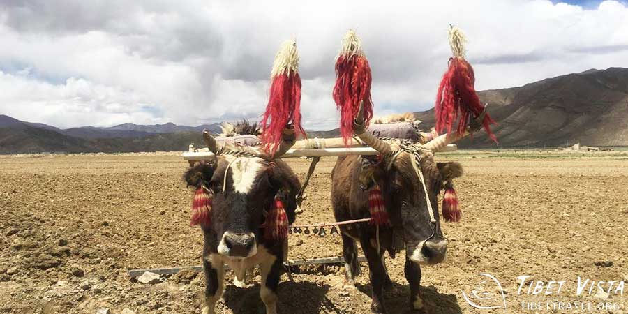  Tibetan yak 
