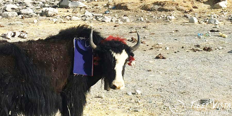  Yaks in the Picture 