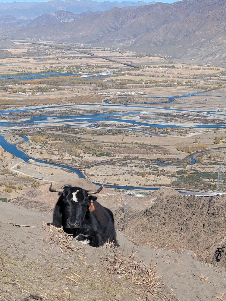 Scenic view of the Lhasa river valley with a Tibetan yak
