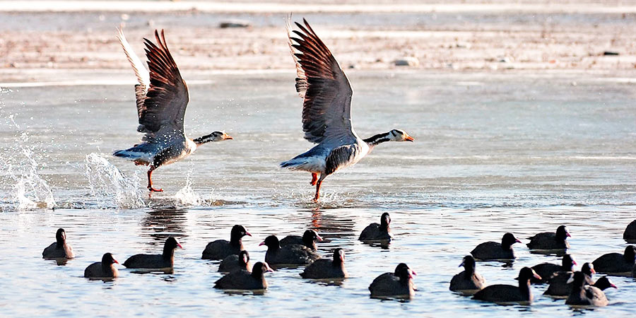 Birds in Lalu Wetland Nature Reserve