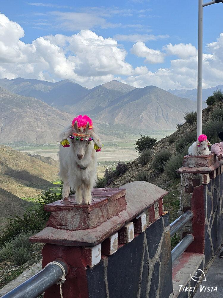lovely lamb for photos at yamdrok
