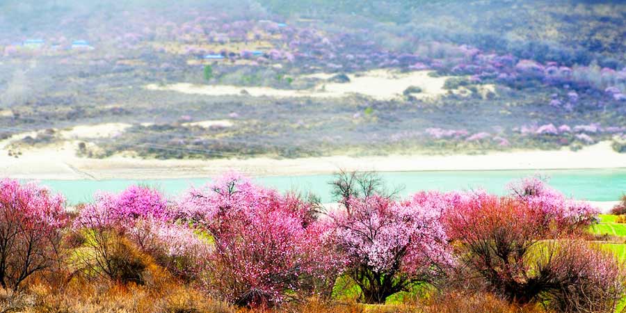  Peach Blossoms in the Niyang River Valleya 