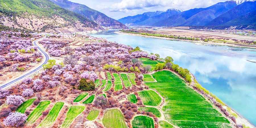  Peach Blossoms in the Niyang River Valleya 