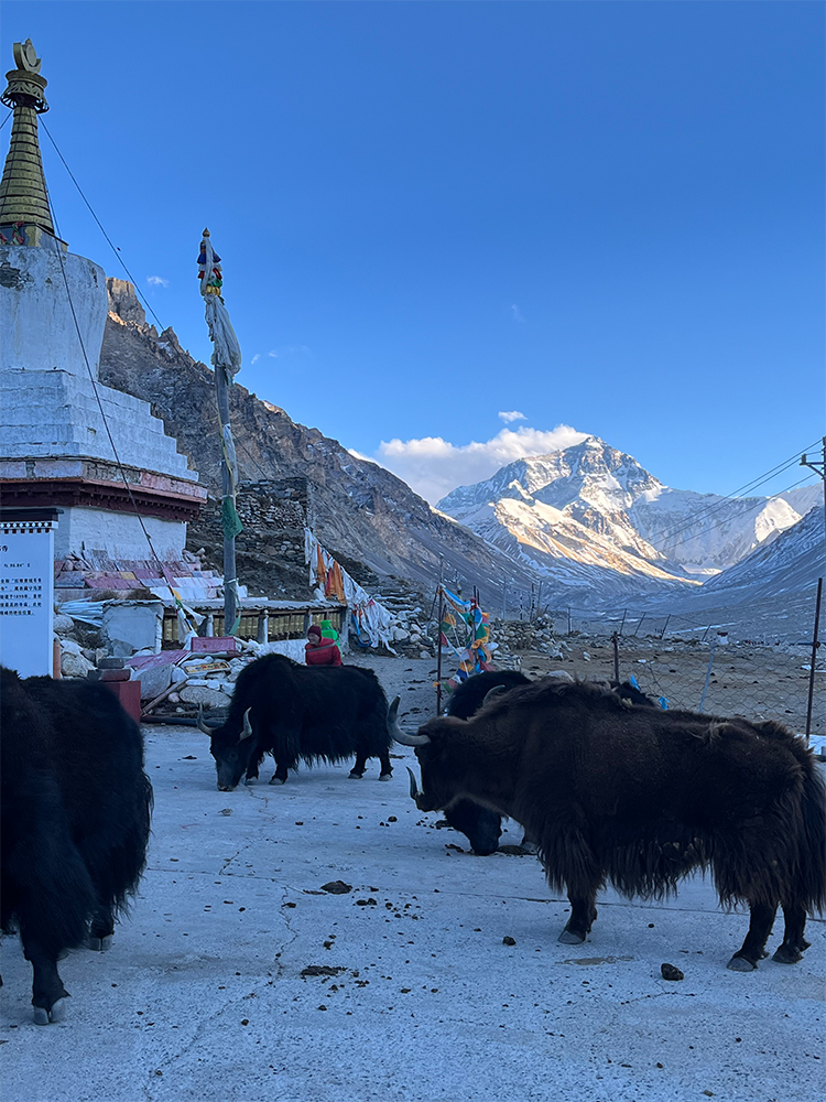 Yaks grazing near Rongbuk Monastery Everest Base Camp Tibet