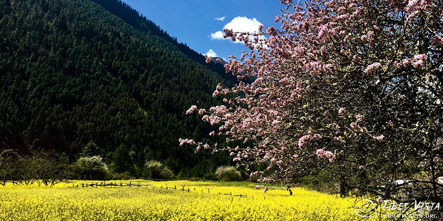 Rosey Peach Blossoms in Nyingchi, Tibet 