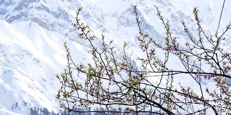 Rosey Peach Blossoms in Nyingchi, Tibet 