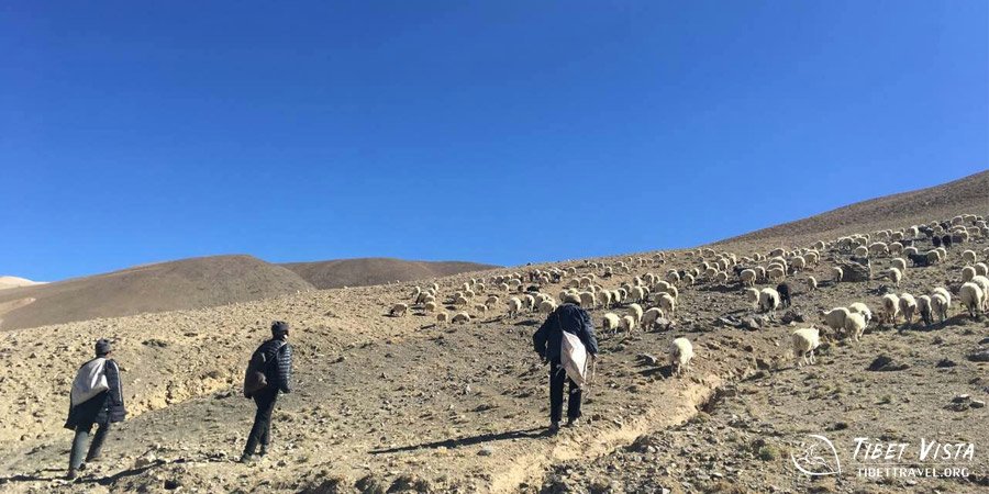Follow the Shepherd to climb the hill
