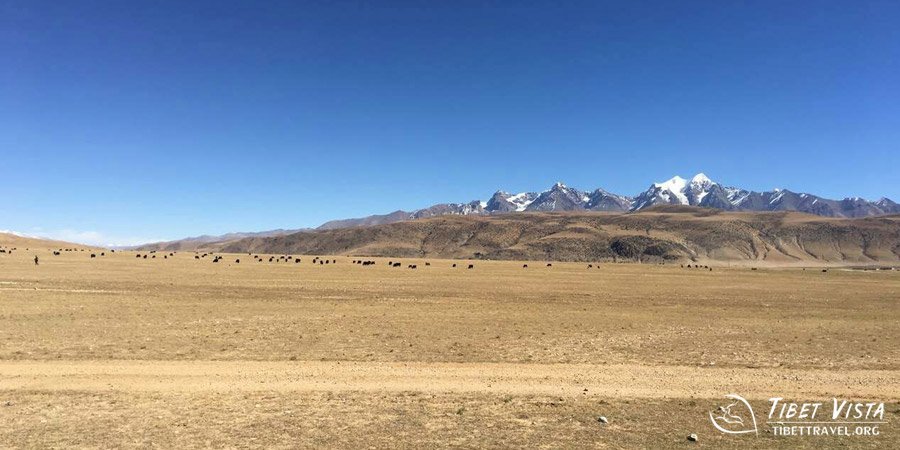 Tibetan yaks grazing one the land can be seen in the distance