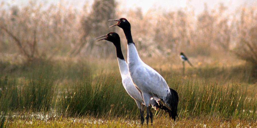  Black-necked cranes 