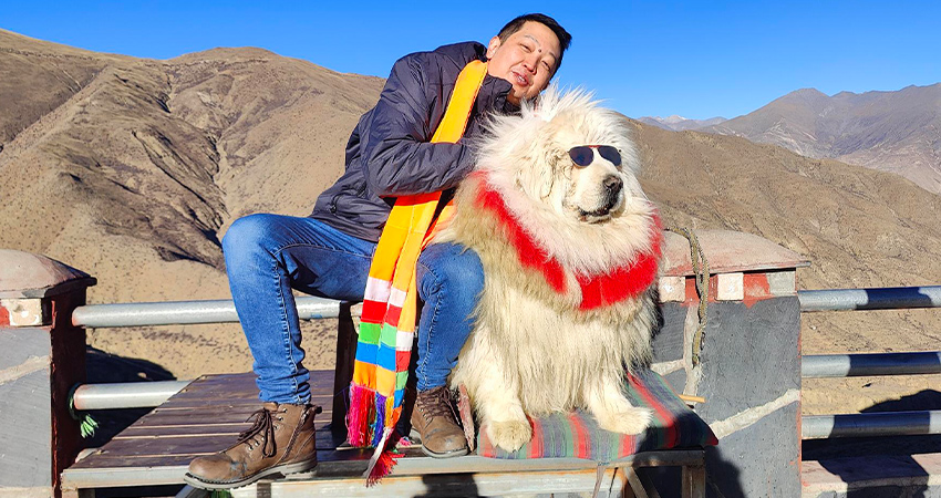 Take a photo with a Tibetan mastiff