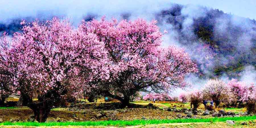  Qingduocun Peach Blossoms 