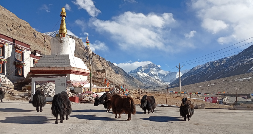 Tibetan yaks near Rongbuk Monastery Everest Base Camp