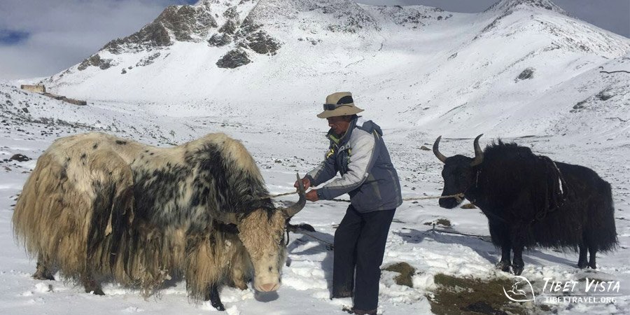 Secure the Yaks for a Rest