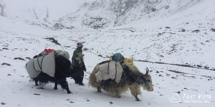 Yaks Carried Our Supplies in the Snowfield