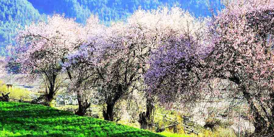  Peach Blossoms of the Suosongcun and Mount Namjagbarwa 