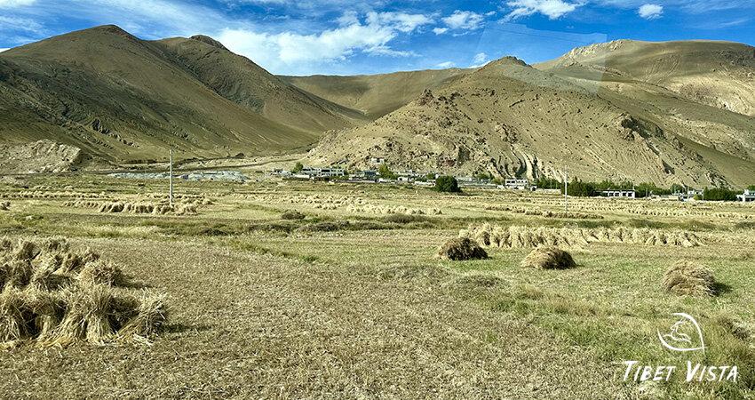 The harvested Tibetan barley fields
