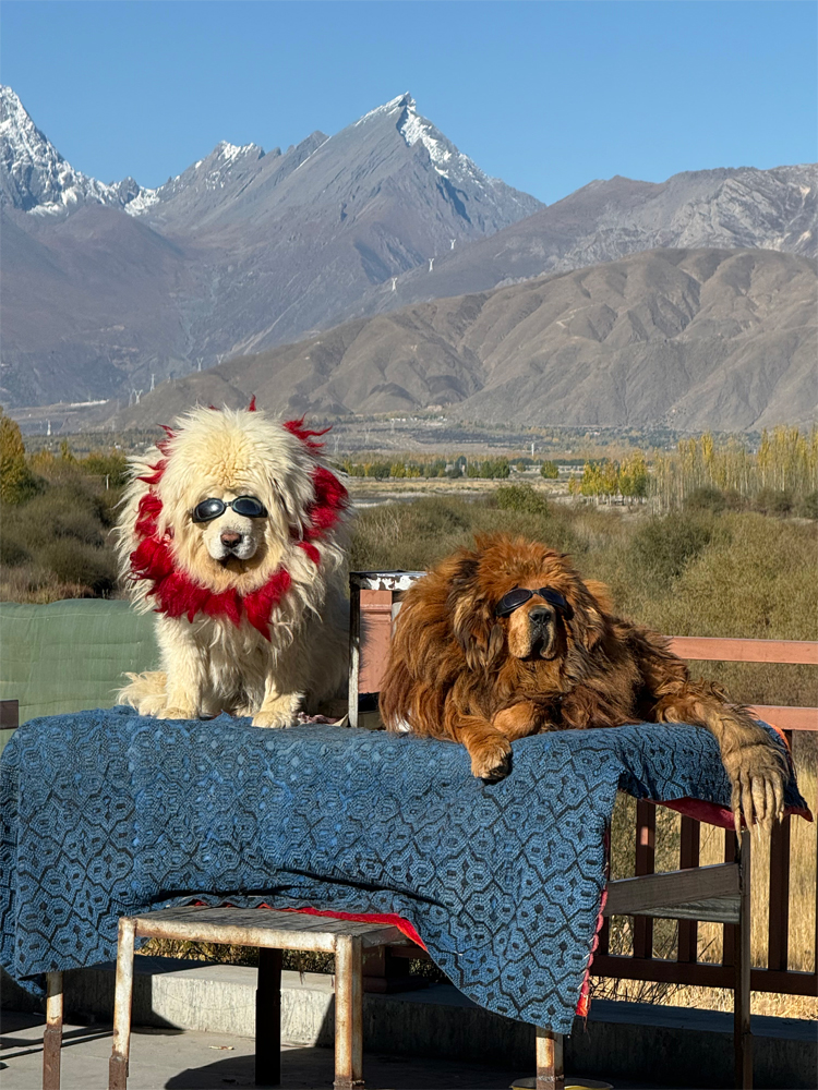 Tibetan mastiffs wearing sunglasses outdoors
